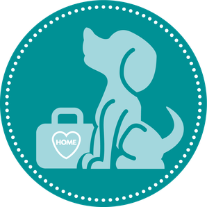 Arme Hundeseelen aus Rumänien