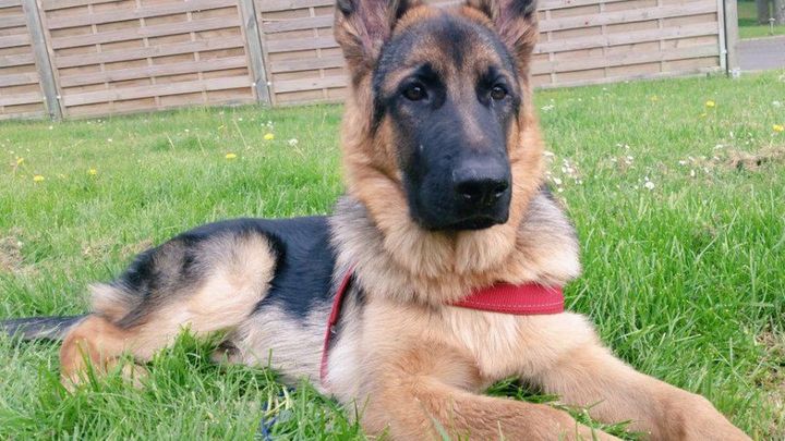 Main fundraiser photo