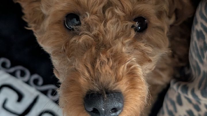 Help - Please help save my dog, Louie campaign photo, 1 of 4