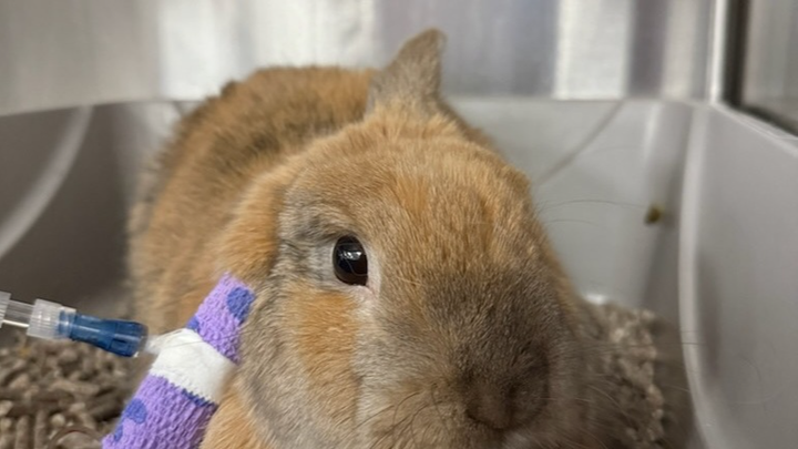 Support Cookies Vet Expenses campaign photo, 1 of 6