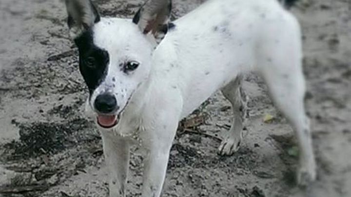 Save Piper's leg campaign photo, 1 of 3