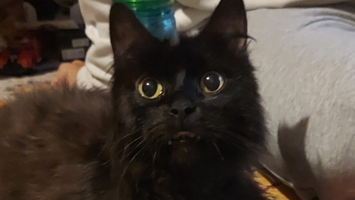 Donate to help us with Mr Binks' medical expenses campaign photo, 1 of 8