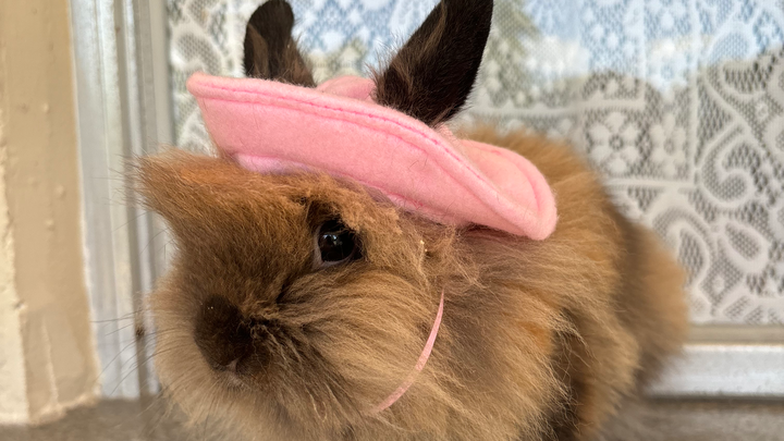 Help Jada's Bunny Get Life-Saving Surgery campaign photo, 1 of 7