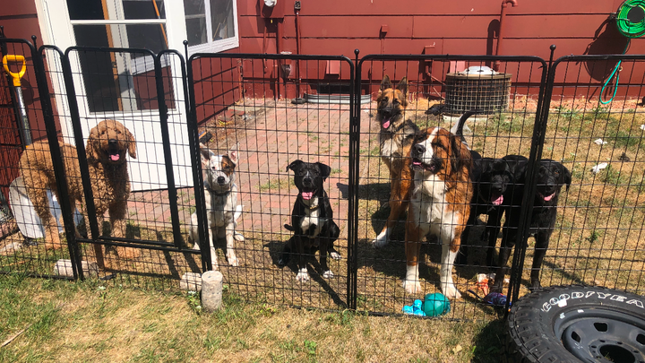 Give Grafton's Strays a Safe Haven campaign photo, 1 of 4