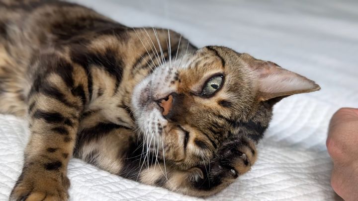 Help Ziggy Wartooth's Medical Care & 15th Birthday Fund campaign photo, 1 of 8