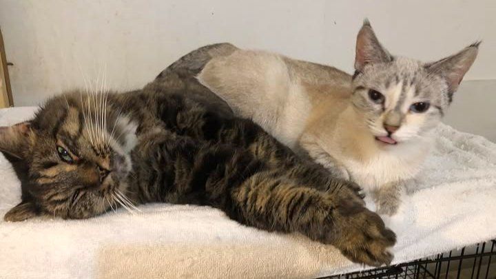Help Metro Cat Rescue help kittens and cats in need! campaign photo, 1 of 4