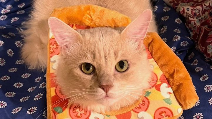 Help Save My Cat After a Freak Accident campaign photo, 1 of 8
