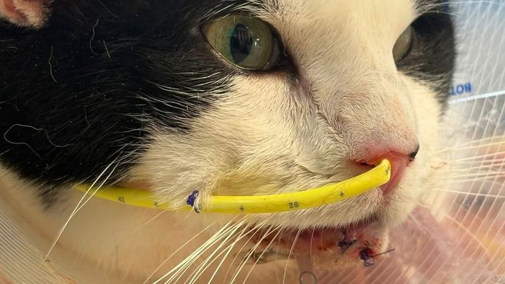Help Our Cat Recover After Emergency Surgery