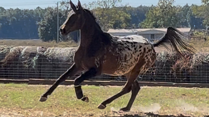 Care for Splash: Dana's Heart Horse Needs Us campaign photo, 1 of 7