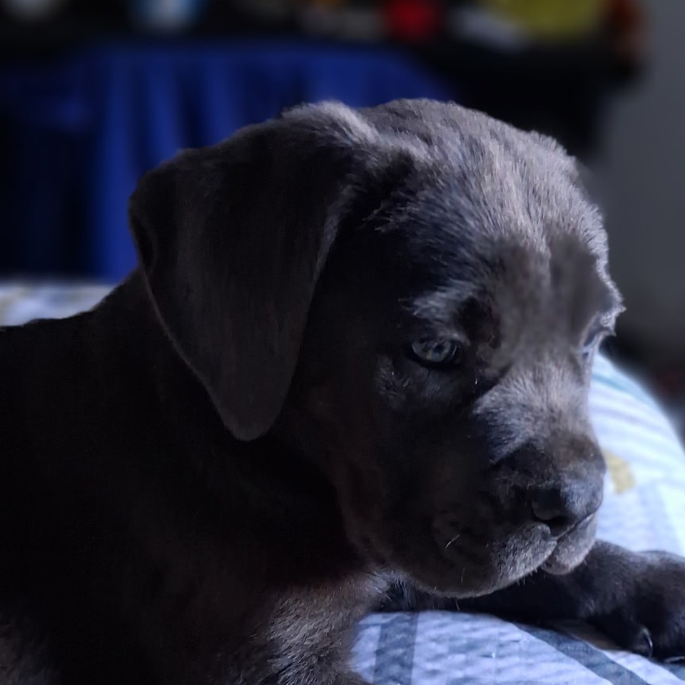 Help Jan find Lucy a temporary foster family while she loo