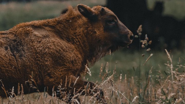Require assistance establishing a bison ranch! campaign photo, 1 of 3
