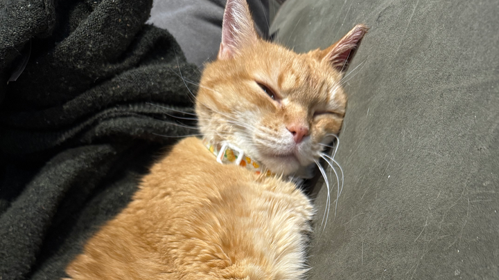 Support Kitty's Battle with Lymphoma campaign photo, 1 of 3