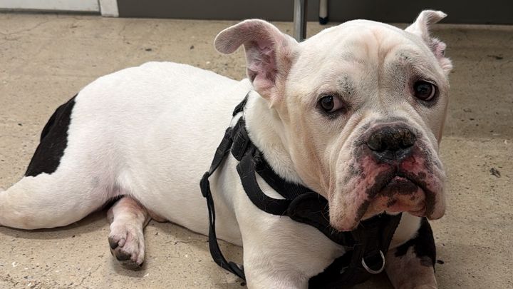 Emergency Surgery for My Best Friend's Dog