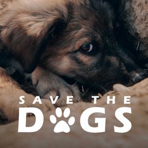 Bruno Jelovic