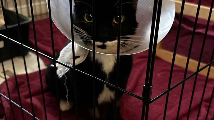 Main fundraiser photo