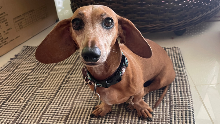 Help Sweet Alma Walk Again – Life-Saving Surgery Needed campaign photo, 1 of 7