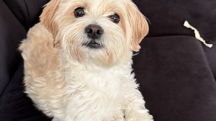 Will you help Elly get the surgery she needs? campaign photo, 1 of 7
