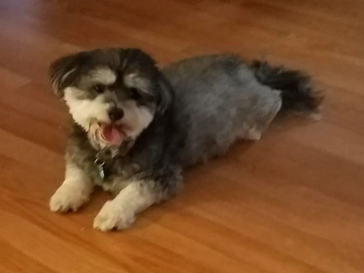 Save Leonard: Help Fund His Life-Saving Surgery campaign photo, 1 of 6