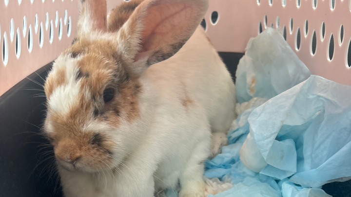 Save Cookie: Donate for Her Surgery campaign photo, 1 of 5