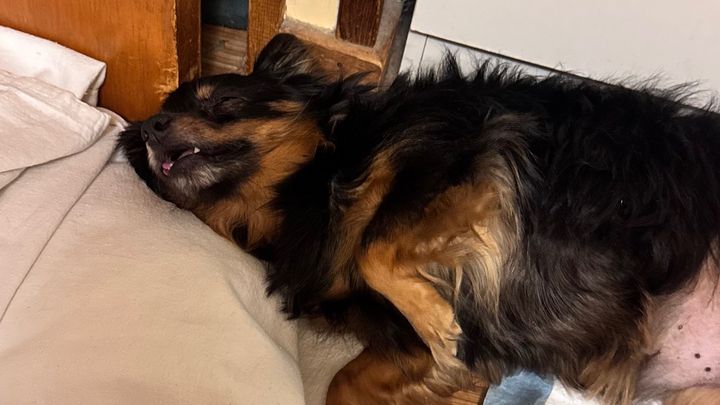 Help My Dog Get Life-Saving Surgery campaign photo, 1 of 3