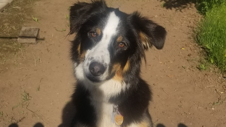 Help Cover Maggie TPLO Surgery and Vet Bills campaign photo, 1 of 5