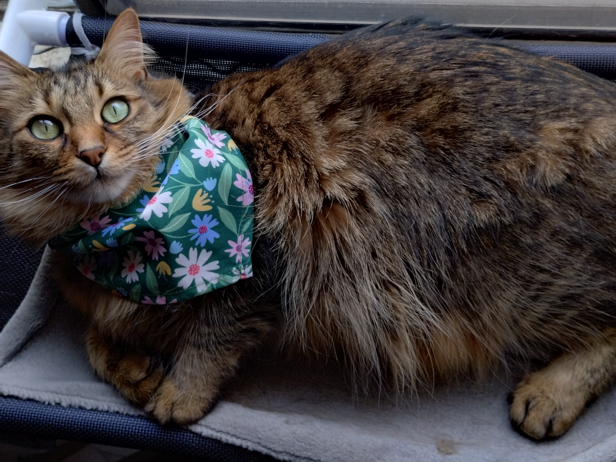 Help Oliver (NomNom) Get Life-Saving Surgery campaign photo, 1 of 8