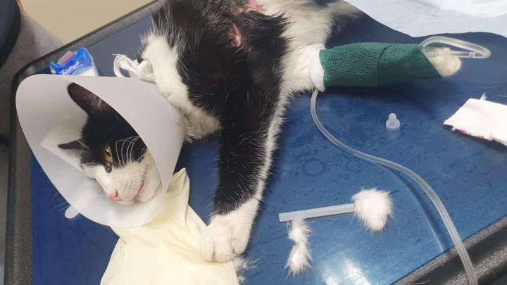 Hilfe für Nala – Unsere tapfere Katze kämpft ums Leben campaign photo, 1 of 4
