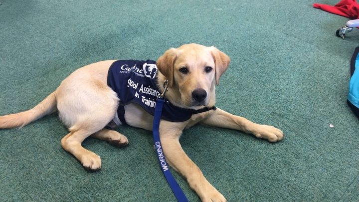 Assistance dog deals training victoria