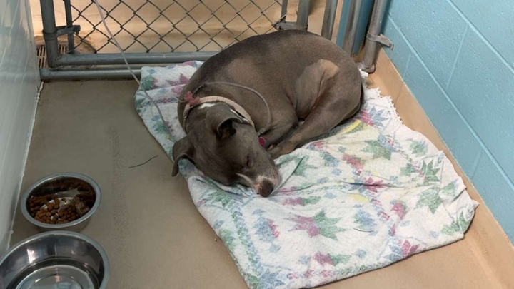 Lilo's Vet Expenses campaign photo, 1 of 7
