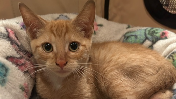 Lehman, abandoned kitten with a broken leg. campaign photo, 1 of 8