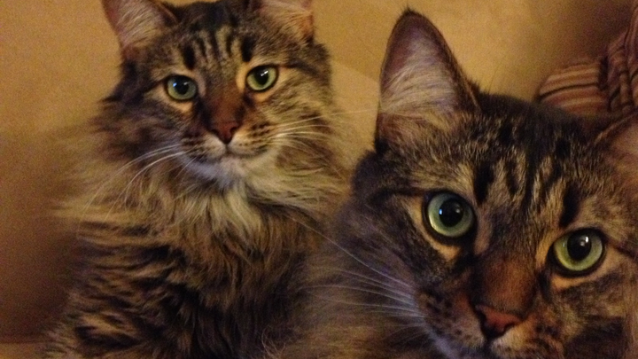 Help Bacardi & Mojito Get Emergency Vet Care campaign photo, 1 of 8
