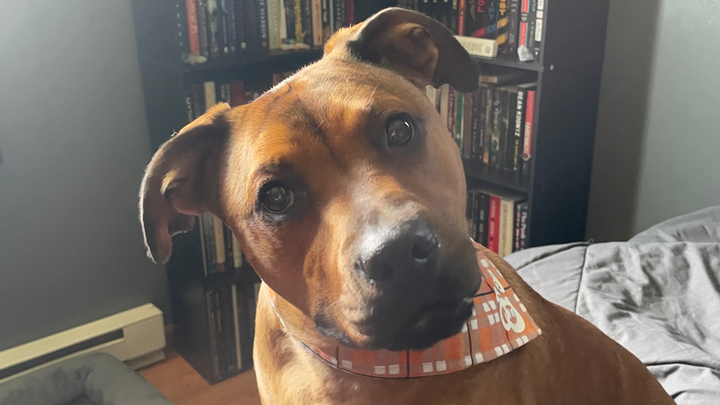 TPLO surgery for Cerina campaign photo, 1 of 8