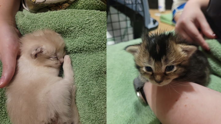 Donate to help two us with the little kittens we rescued. campaign photo, 1 of 4