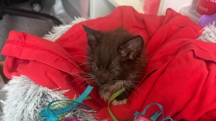 Scruff the kitten to get the help he needs campaign photo, 1 of 5