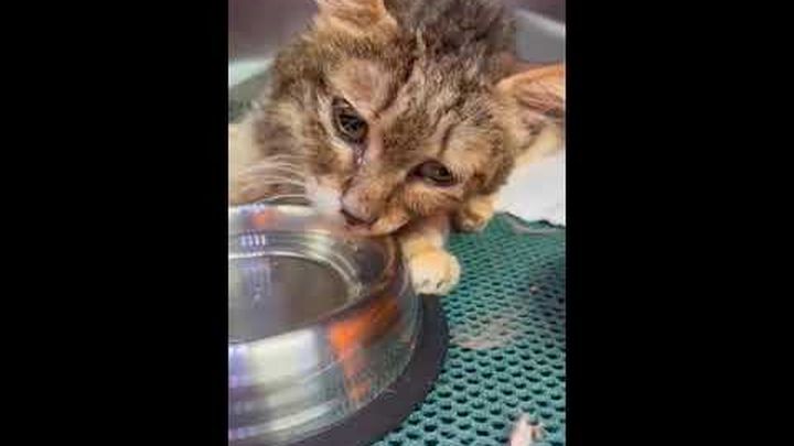 Help 5 cats fighting for their lives against FIP horrors video thumbnail, 1 of 2