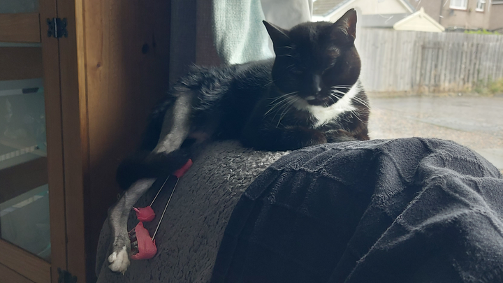 Help Sox pay for her surgery ♡ campaign photo, 1 of 3