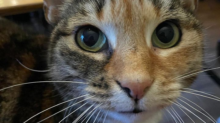 Help save Tinks after a dog attack campaign photo, 1 of 7