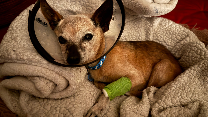 Help Taquita Belle Get Vital Medical Care campaign photo, 1 of 7