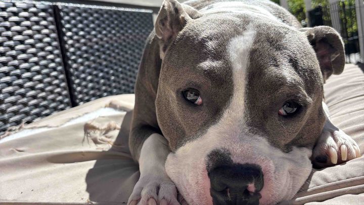 Fundraiser by emilie avelar : Help Stanley Get Urgent Surgery