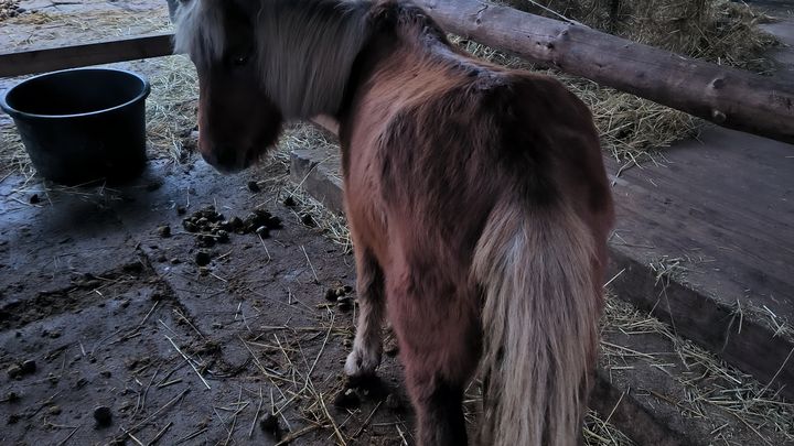 Spendenaufruf für Frieda, unsere geliebte Pony-Stute campaign photo, 1 of 4