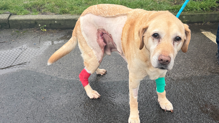 Help max get best care campaign photo, 1 of 8