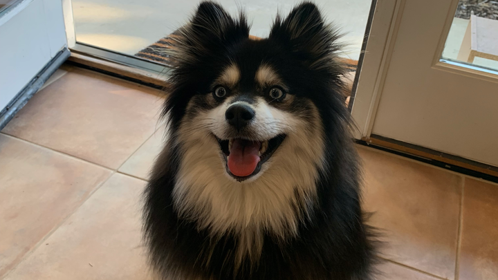 Help Nova Walk Again: Support Her Surgery campaign photo, 1 of 8