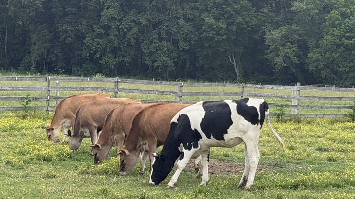 Chute Needed for Cow Care and Veterinary Services campaign photo, 1 of 6