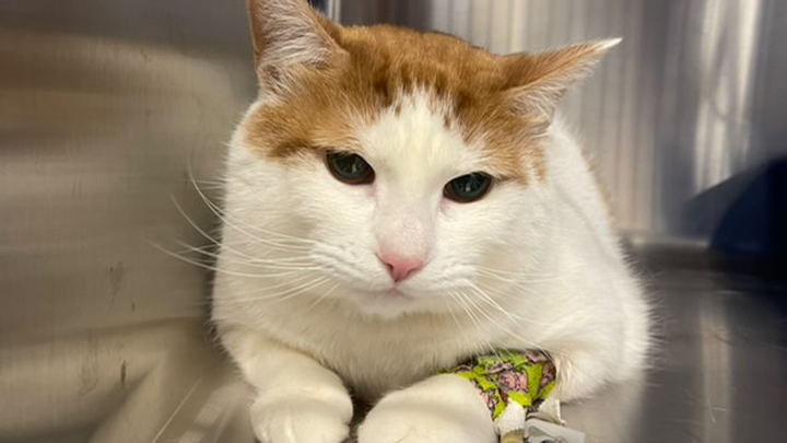 Help Save Winston from a Life-Threatening Blockage campaign photo, 1 of 8