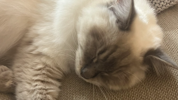 Help save Lex from FIP campaign photo, 1 of 6