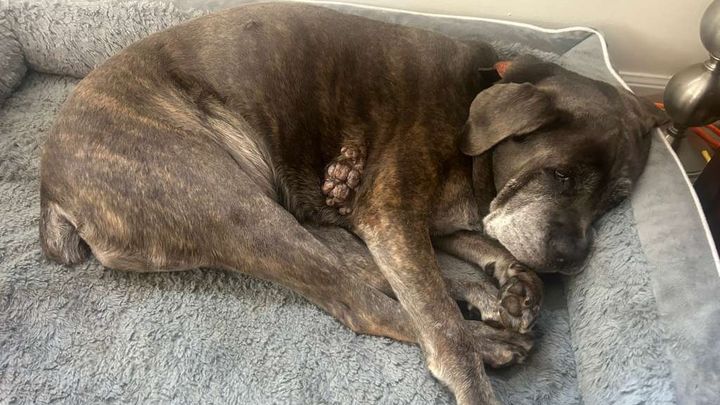 Help Rita: Senior Rescue Needs Surgery campaign photo, 1 of 8
