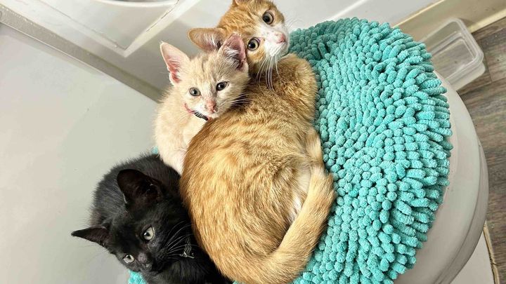 Support KC’ Feline Fosters Medical & Supplies Fund campaign photo, 1 of 4