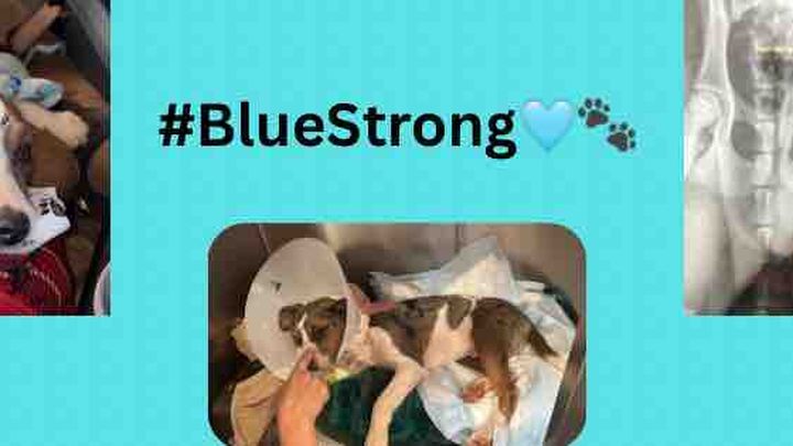 Help Blue Recover: Donate for His Vet Bills campaign photo, 1 of 3