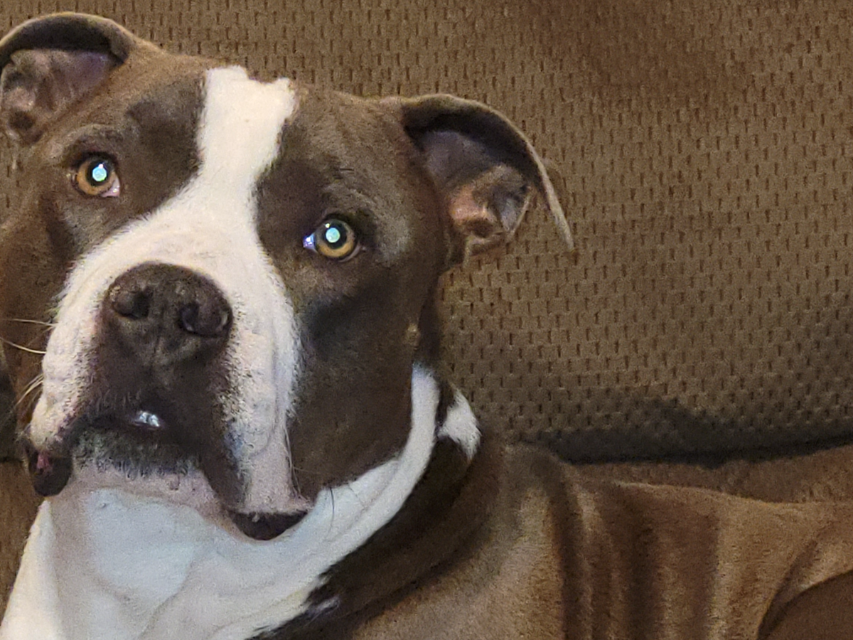 Saving My Furbaby Blaze from Heartworms campaign photo, 1 of 4