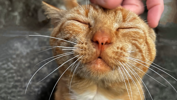 Neuter Mr. Meow: End the Kitten Crisis campaign photo, 1 of 5